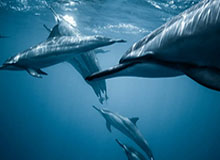 51吃瓜黑料这一轮：从爆点到关键片段，网红们的热度怎么解释？